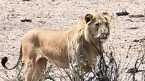 Lion's Epic Chase Ends in Failure