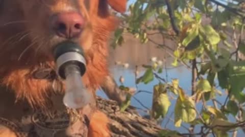 Hunting dog tries to lure wild ducks with duck call