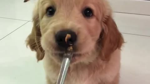 Adorable puppy's very first peanut butter experience