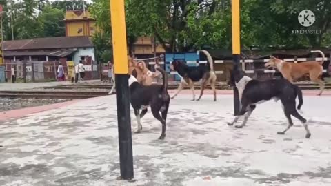 Dog fighting