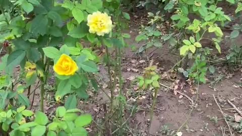 The yellow flower is very beautiful