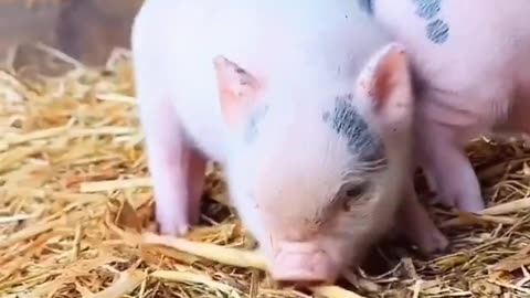 Pig