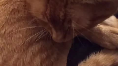 Petting Fluffy Orange Cat