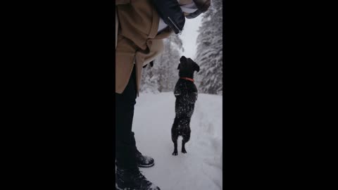 Playing In Snow with Pets