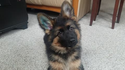 Adorable German Shepherd Puppy