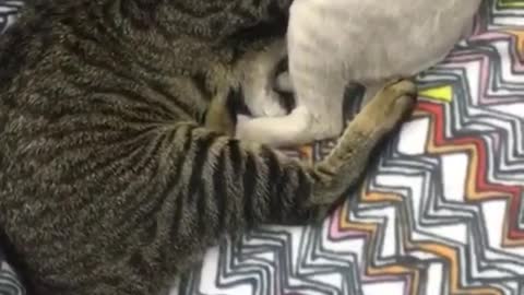 Cute Cats licking