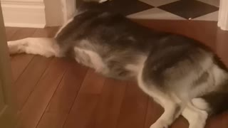 "Broken" husky decides to eat the doorway