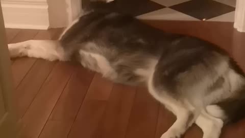 "Broken" husky decides to eat the doorway