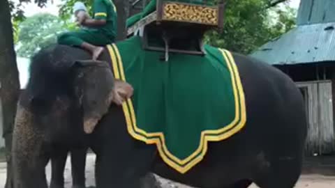 Cute and funny elephant with mahout and baby