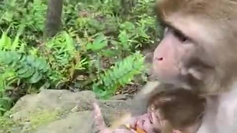 Baby monkey to call mom crying