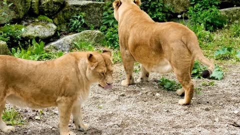 The king of the forest |The Lion|World wildlife|Nature