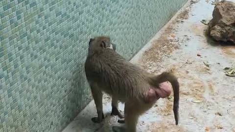 big baboon