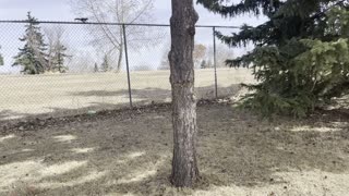 Squirrel goes inside park from fence