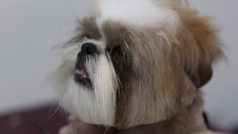 A beautiful haircuts shih tzu - How to groom shih tzu