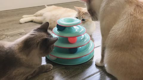 Petstages Chase Meowtain Interactive 4-Tier Cat Track Toy