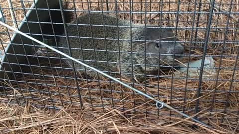 Another Woodchuck at Wades "wild kingdom". Another Groundhog Day to relocate.