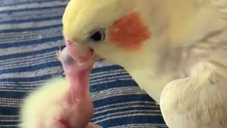 Cockatiel mom feeds her newborn chicks