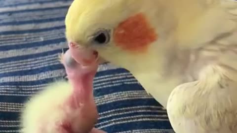 Cockatiel mom feeds her newborn chicks