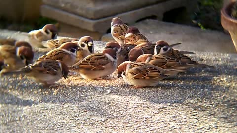 Sparrow - Behavior of animals