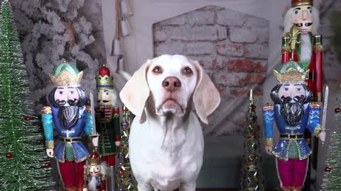 Funny Dogs in Christmas Costumes Compilation! Funny Dog , Penny & Potpie Dress Up for Holiday