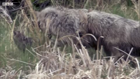 Wolves Defend Pups from a Bear /BBC Earth