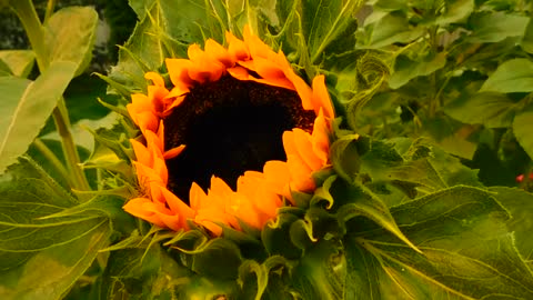 Sunflower. Ukraine