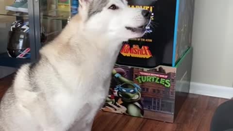 Kitten Takes Siberian Husky's Spot On The Sofa.