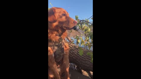 Hunting dog tries to lure wild ducks with duck call