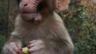 Cute Baby Monkey Eats Cucumber Sweetly