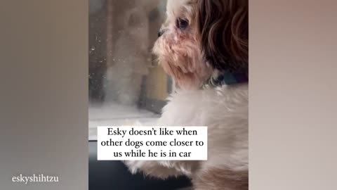 Funniest Animals 2024 😅 Best Dogs Videos 🐶