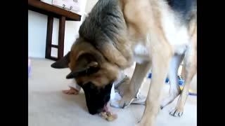 German Shepherd is wonderfully trustworthy around baby