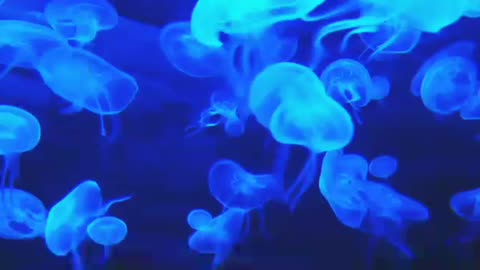 beautiful blue jellyfish/ stingy creatures