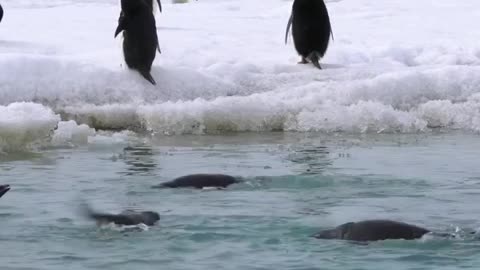 Penguins swimming in a melt pond 🇦🇶 Cape Hallett