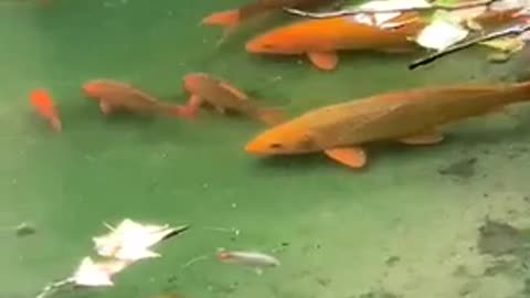 A pool of goldfish