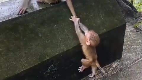 A cute little monkey trying to climb