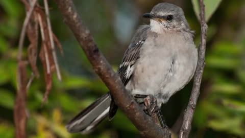 Relaxing Bird Sound for Pain Relief and Stress