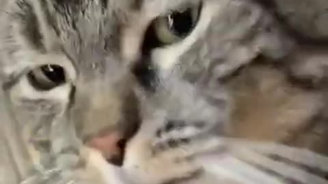 Cute cat video