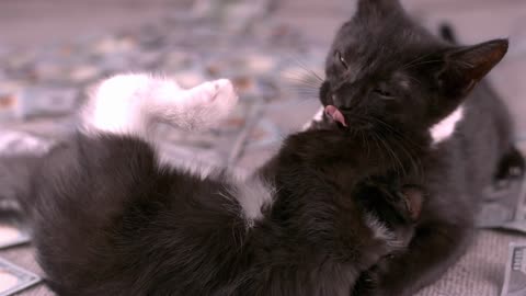 Two baby wrestling kittens slow motion