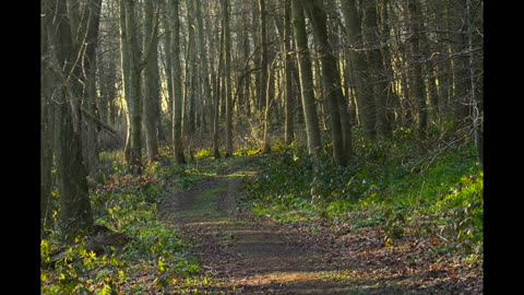 Wildlife Photography in Yorkshire Sculpture Park and Whitby England UK