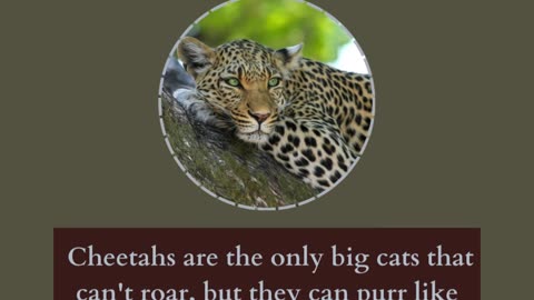 Amazing facts about wild animals