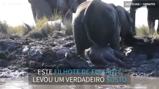Filhote de elefante entra em pânico ao ficar preso na lama