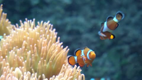 clown fishes in coral reef beautiful underwater world