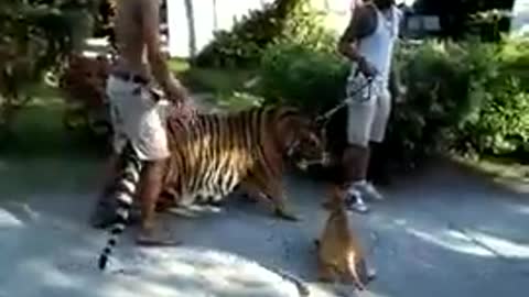 Fearless Dog Picks A Fight With A Tiger
