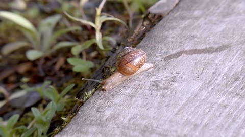 Snail Mollusk Slow Animal Shell Crawl Slug