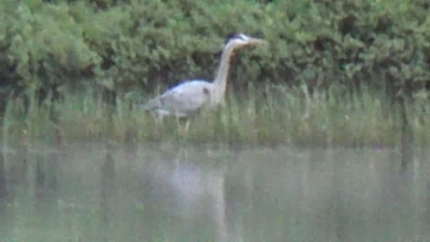 Great Blue Heron