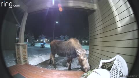 Moose Enjoy a Front Porch Snack