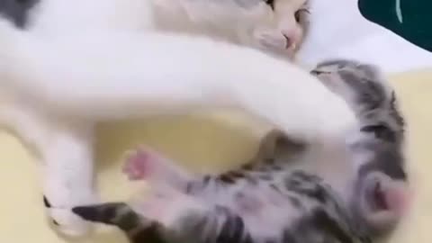 Funny and Cute Cats Video #160