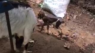 Newly Born Baby goat and it's Mother