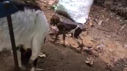 Newly Born Baby goat and it's Mother