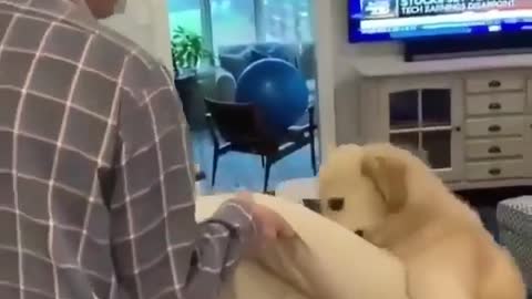 The dog help owner with housework🥰 Smart dog